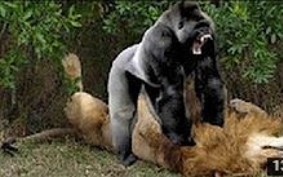 (영상) 개코원숭이 vs 사자 ‘대반전’ 격투