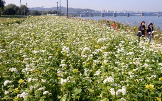 [Photo News] Han River covered with buckwheat flowers