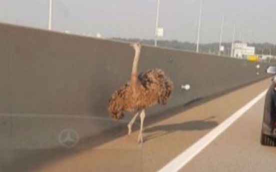 Ostrich runs on highway