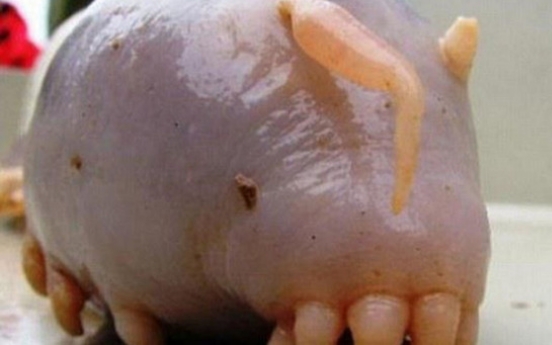 괴생명체 ‘바다돼지’… 다리가 12개