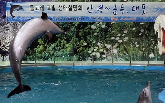 Released Jeju dolphins leave no trace after summer