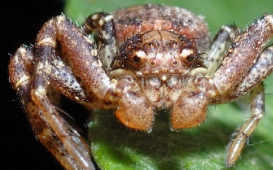 ‘거미 잡아먹는’ 신종 거미 발견