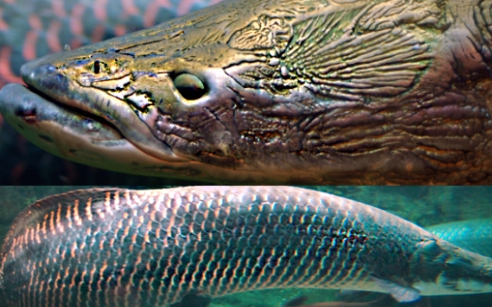 전설적 물고기, ‘죽음의 미사일’인 이유