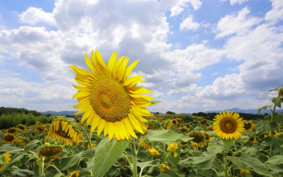 [Photo News] Sea of giant, yellow sunflowers at Haman county