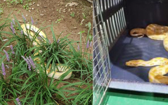 Stray pythons found in residential area