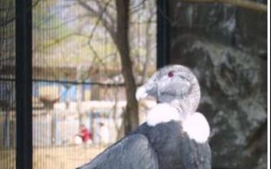 서울대공원, '멸종위기' 콘도르 두 마리 체코로 보낸다