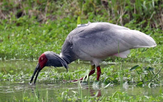 [Diplomatic circuit] Korea, Japan, China to discuss ways to save crested ibis in Seoul