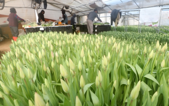 [Photo News] Tulips get ready for shipment as spring nears