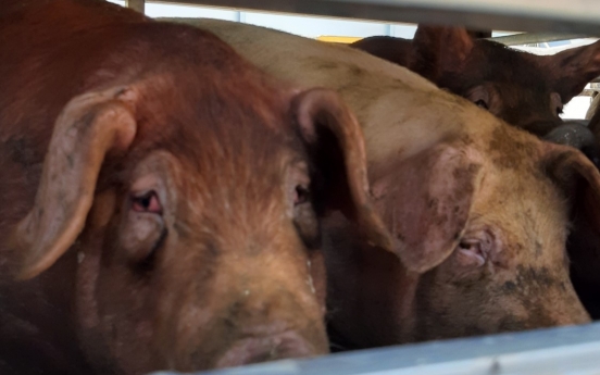 [Animals in Korea (4)] Why we should care about animal cruelty in farms