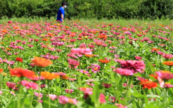 [Photo News] Zinnias bloom on Jeju Island