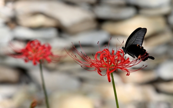 [Photo News] Swallowtail Butterflies Welcome Autumn