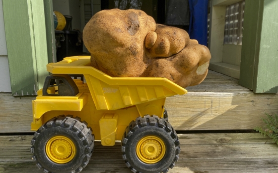 [Photo News] Monster spud could be largest potato in the world