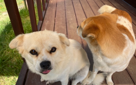 Five kinds of puppyhood in Korea