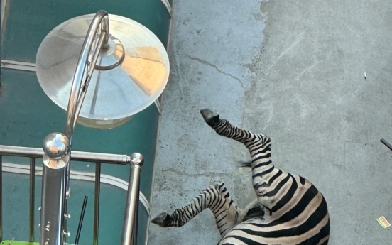 Video reveals escaped zebra in Seoul lost parents