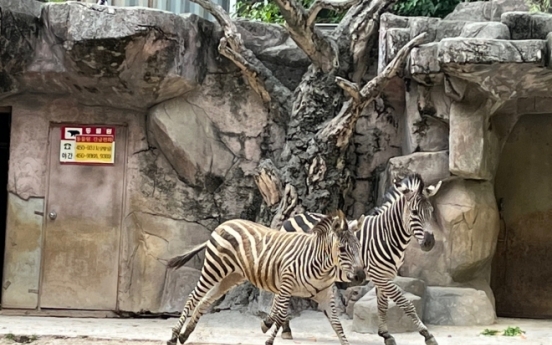 Sero the famed runaway Zebra loses mate