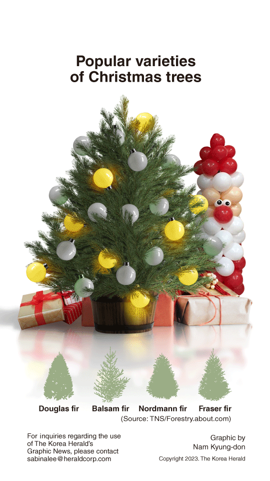 [Graphic News] Popular varieties of Christmas trees