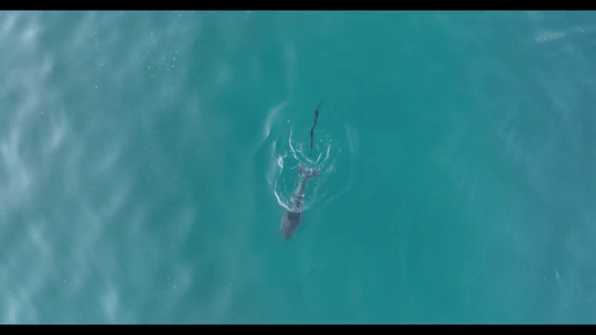 Dolphin calf entangled in net worries authorities