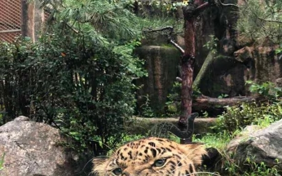 Endangered Korean leopard returns to homeland