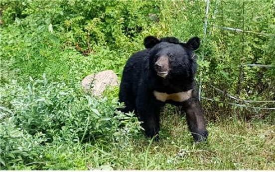 [Pressure points] Bear with us: Conservation success story or public hazard?
