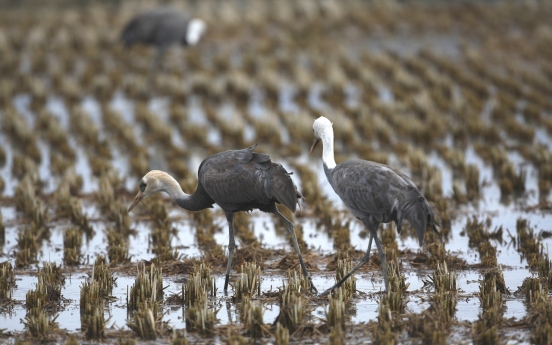 70% of globe's hooded cranes now in S. Korean bay: experts