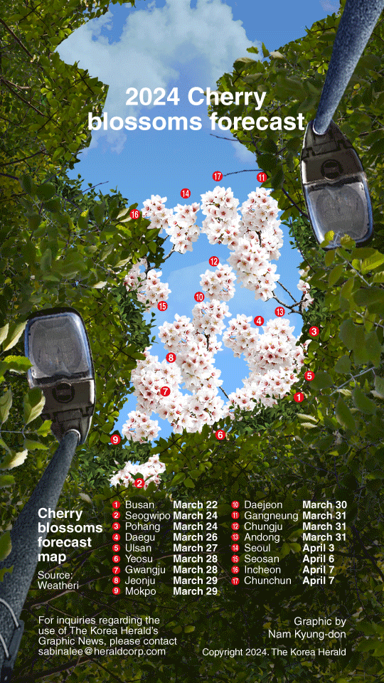 [Graphic News] 2024 Cherry blossoms forecast