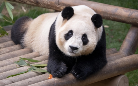 Will Daegu get its own panda? Construction of park starts with hopes of hosting the rare animal