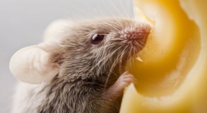 Study shows rats nice, not naughty