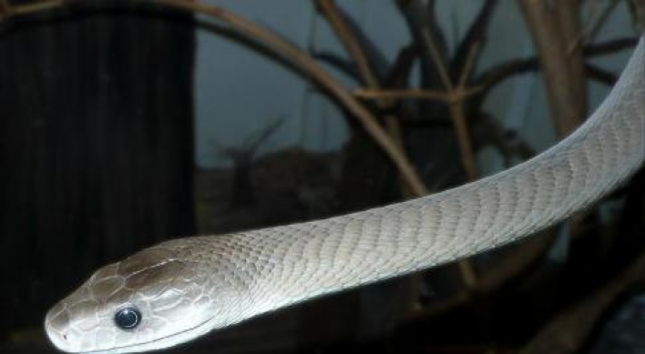 Deadly snake venom may make painkiller