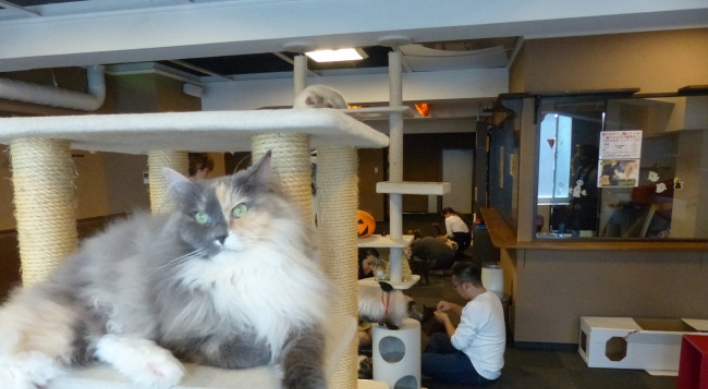 Feline fans flock to cat cafes around world