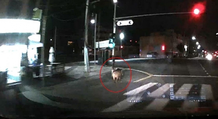 Hunt for a wild boar ongoing in Busan