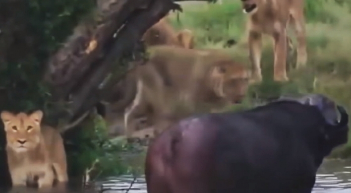 (영상) 물소를 노린 사자 떼, 맹렬한 사냥 중 ‘반전’