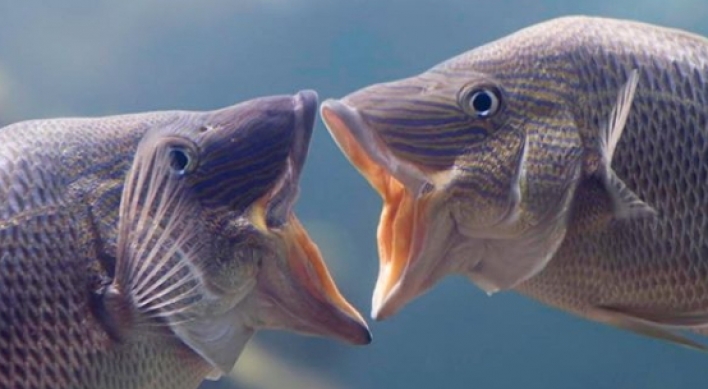(사진) 사람 방불케 하는 로맨틱 물고기 ‘뻐끔’