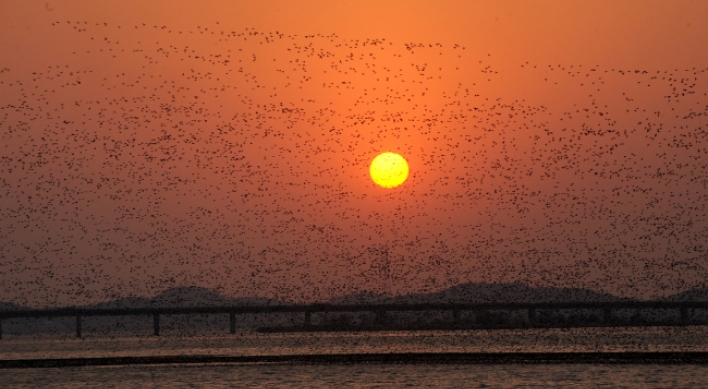 [Eye Plus] Migratory birds say adieu to S. Korea as spring arrives