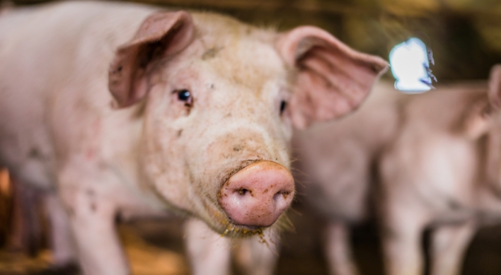 S. Korea reports first African swine fever case in around 9 months