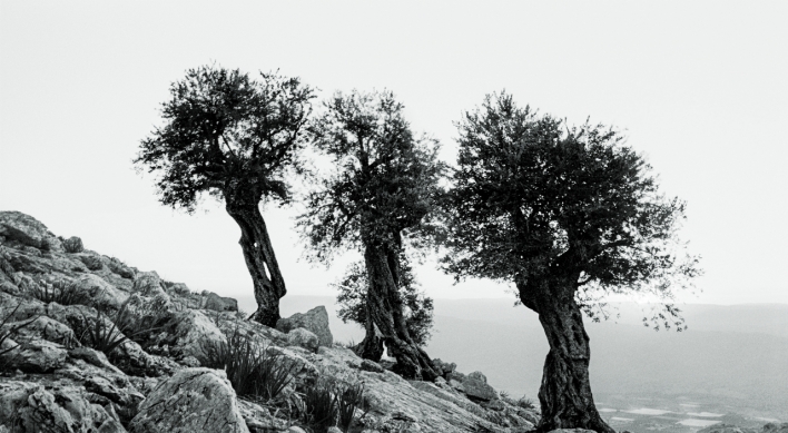 Olive trees, poems at Park No-hae photo exhibition