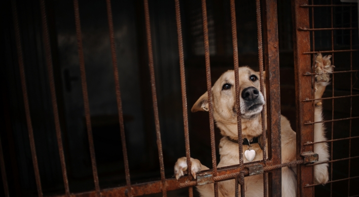 Animal rights groups to mark 'first dog meat-free 'boknal'’