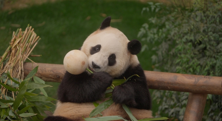 ‘My Dearest Fu Bao’ offers close look at beloved panda's last 3 months in Korea