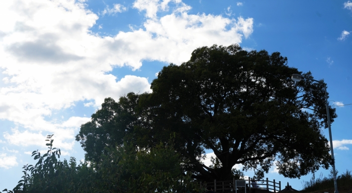 [Photo News] Lonely hackberry in Changwon