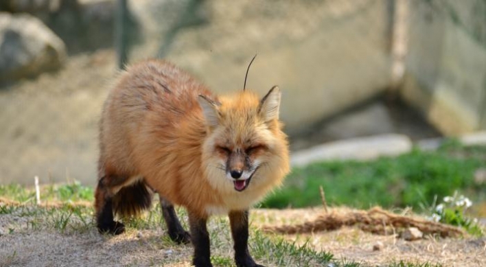 S. Korea's rare red fox population grows to 120