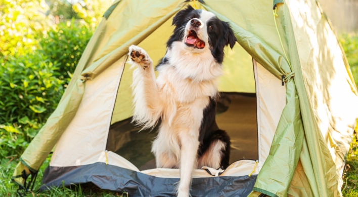 Seoul opens first dog-friendly campground