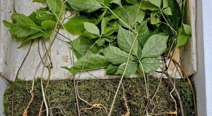 Forager strikes gold in Suncheon: Rare ginseng roots valued at $52,000