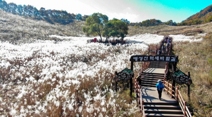 [Photo News] Dive into Pocheon’s silver grass