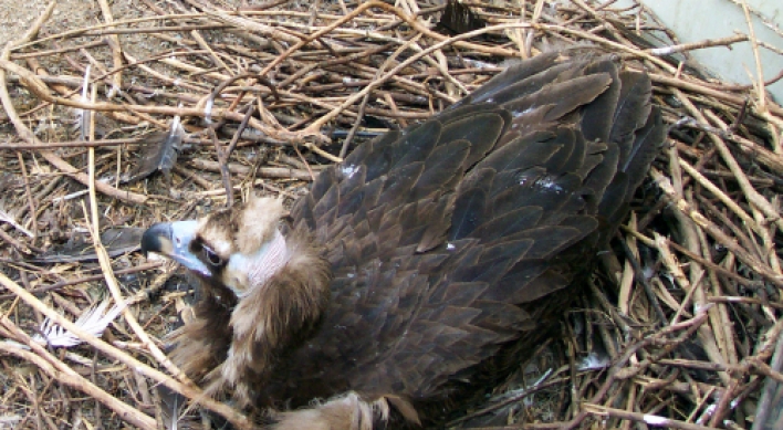 Eagle has phantom pregnancy