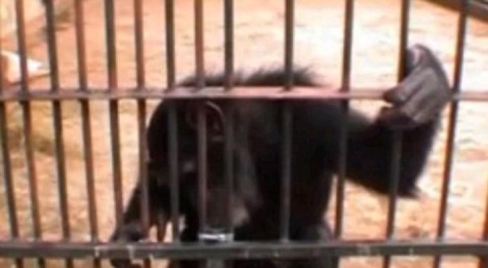 Is a chimp smarter than a 4-year-old?