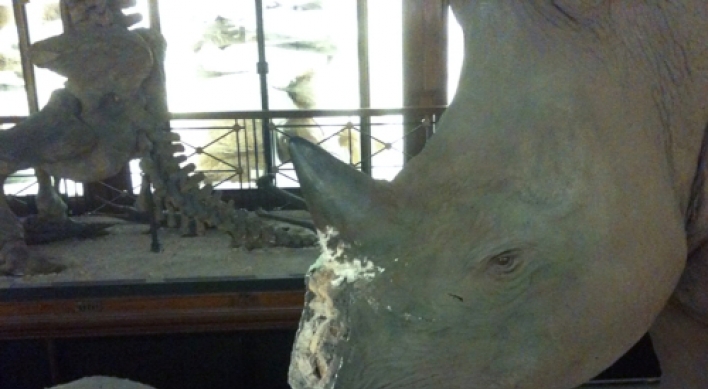 Rhino horn thieves fooled by replicas in U.K. heist