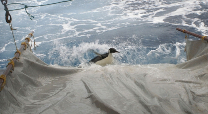Wayward penguin released south of New Zealand