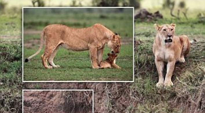 Cliffhanger! Lion cub saved by mum