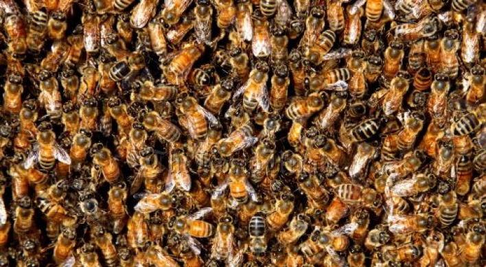 Bees choose by doing 'neuron' dance: study