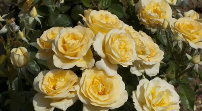 Sunshine Daydream, award-winning rose, featured in parade