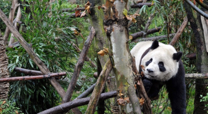 6 pandas amble toward freedom in China preserve